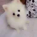 黄维升律师的头像