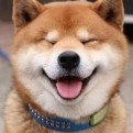 丹特丽安的书架主题曲的头像