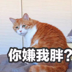 小莫乱翻书的头像